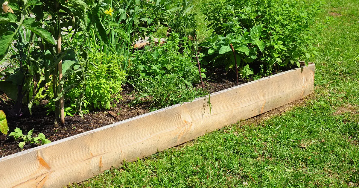 raised garden bed