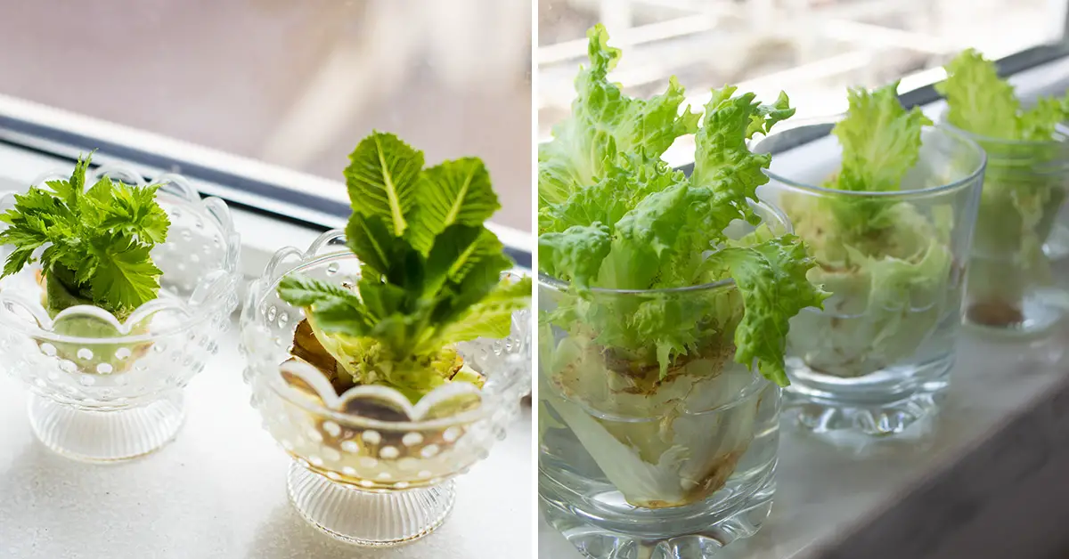 how-to-regrow-lettuce-in-days-with-scraps