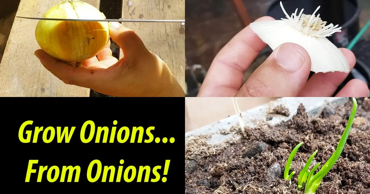 regrow onions