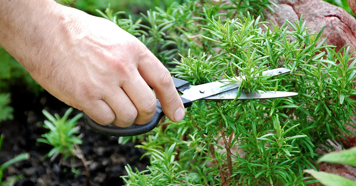 rosemary cuttings