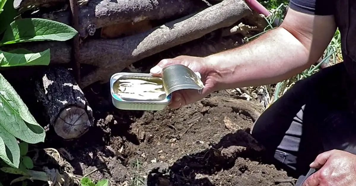 sardines in the garden