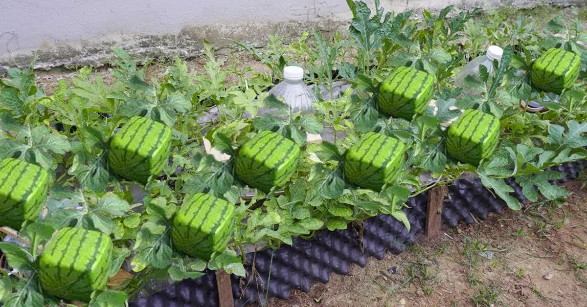 square watermelon