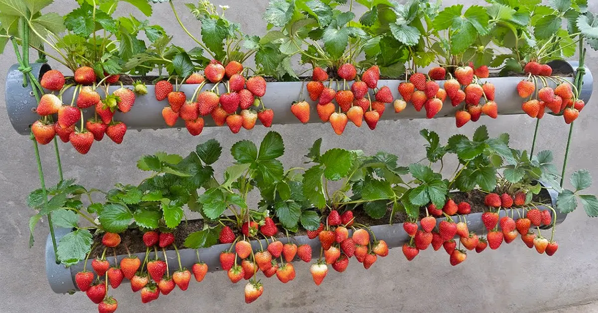 strawberry gutter