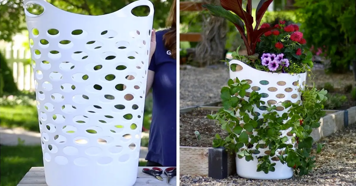 strawberry planter