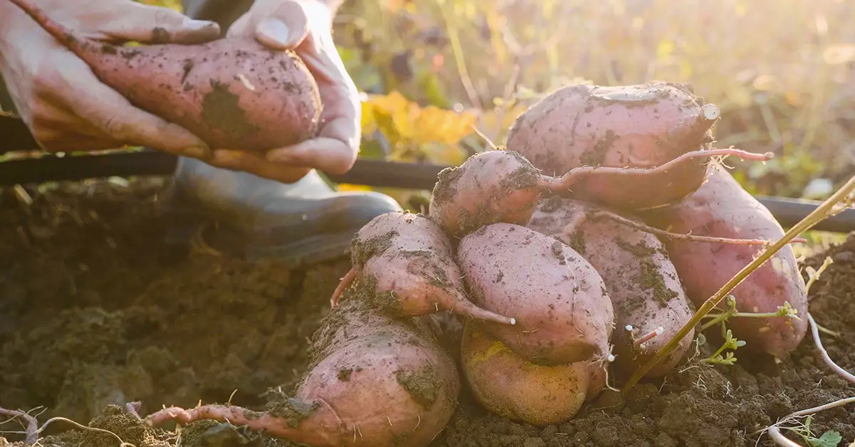 grow sweet potatoes