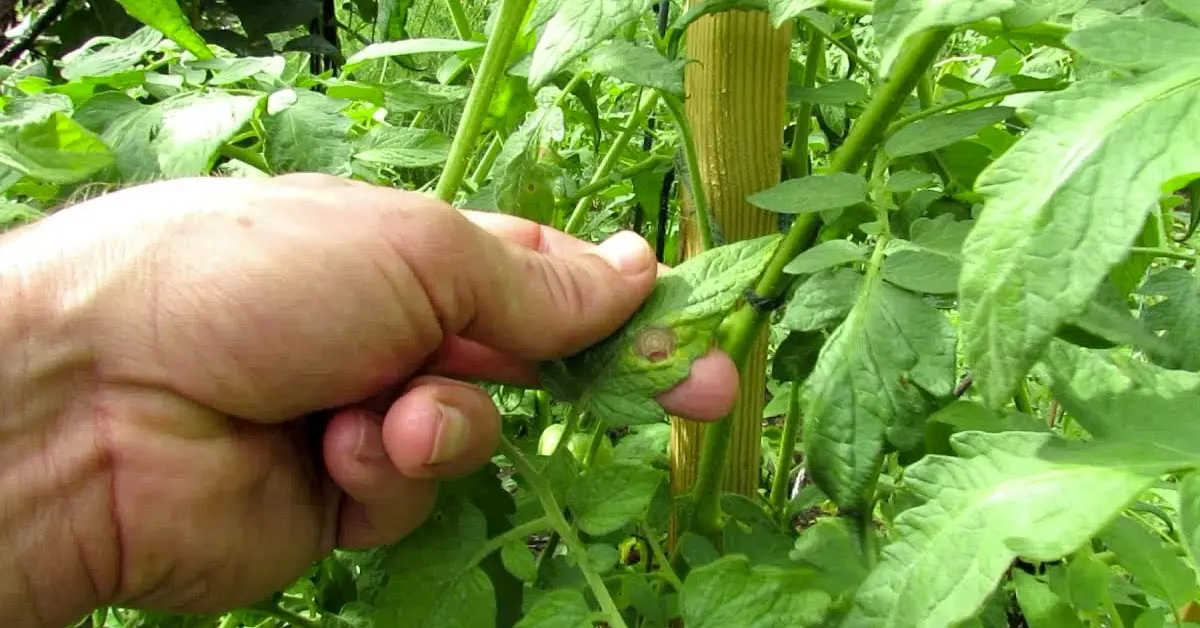 tomato disease