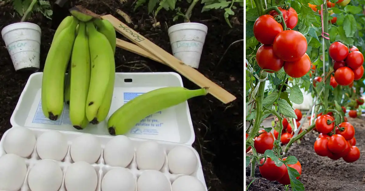 tomato fertilizer