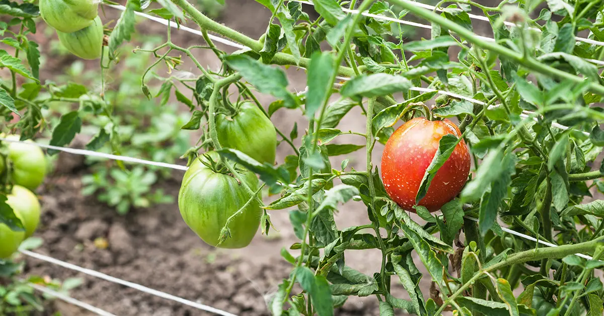 tomato Florida weave