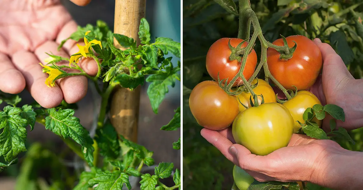 tomato top dressing