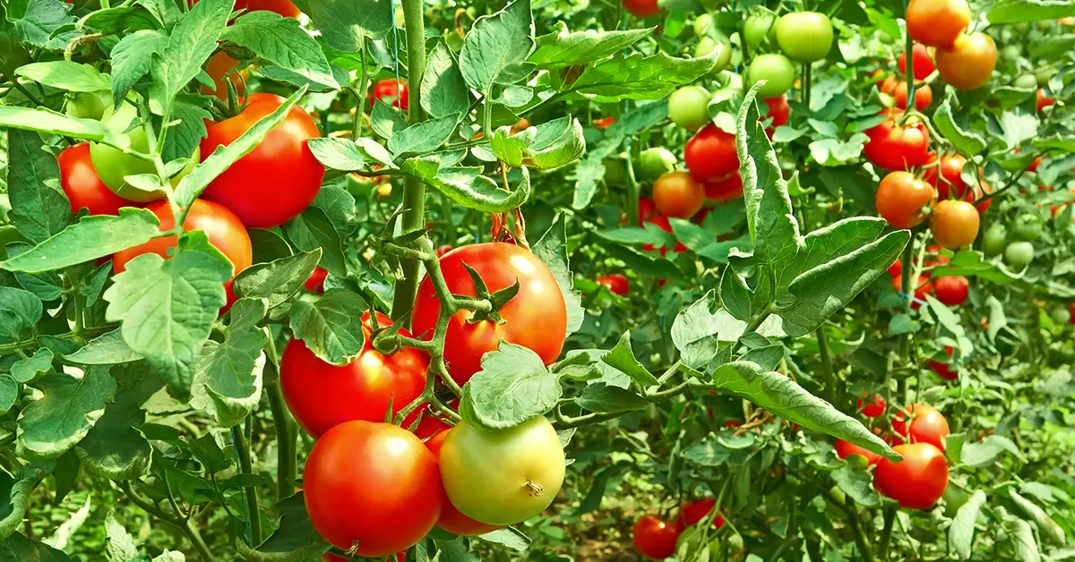 tomato leaves curled