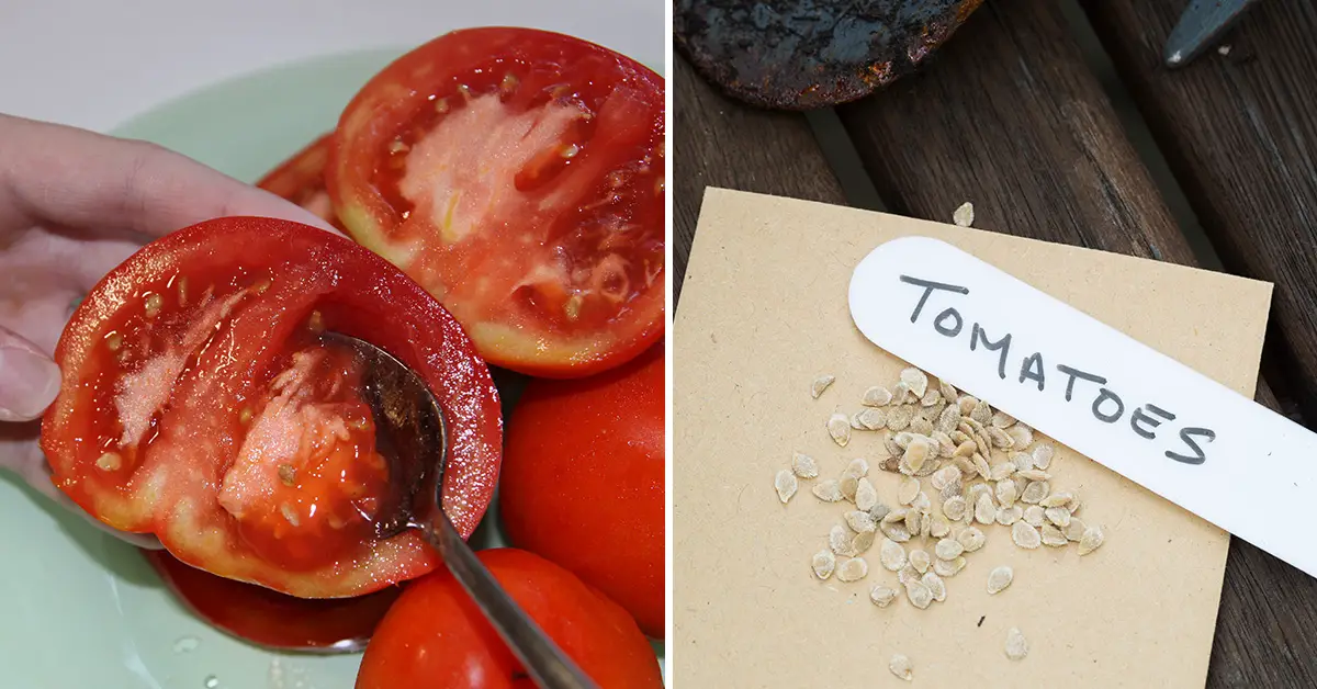 starting tomato seeds