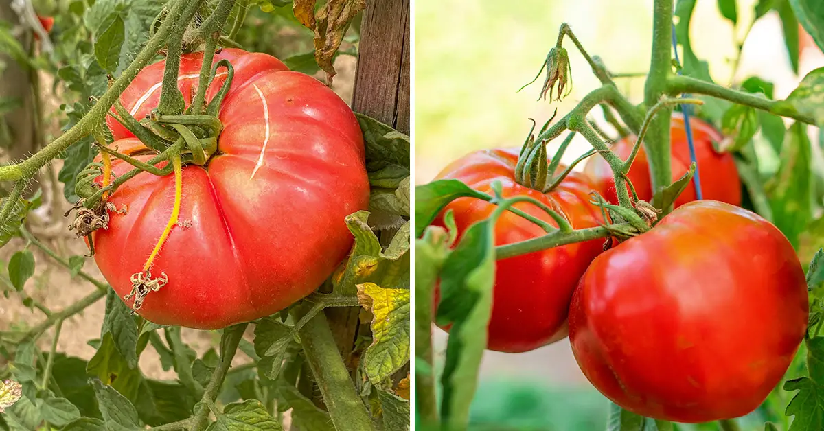 growing tomatoes in soil vs hydroponic
