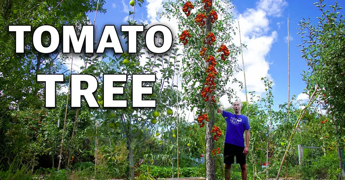 tomato tree