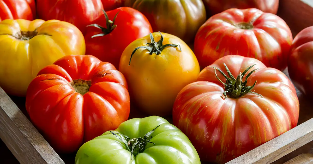best tomato varieties