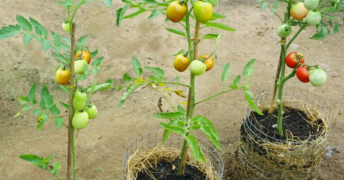 growing tomatoes in straw