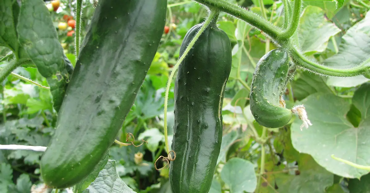 triple cucumber yield