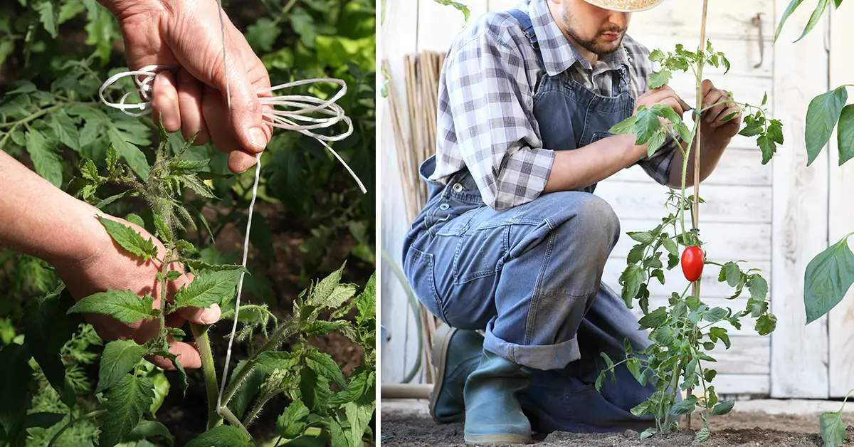 tying tomatoes