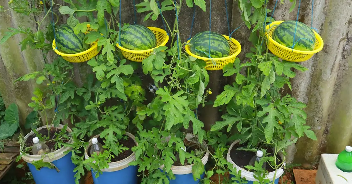 grow watermelon in baskets