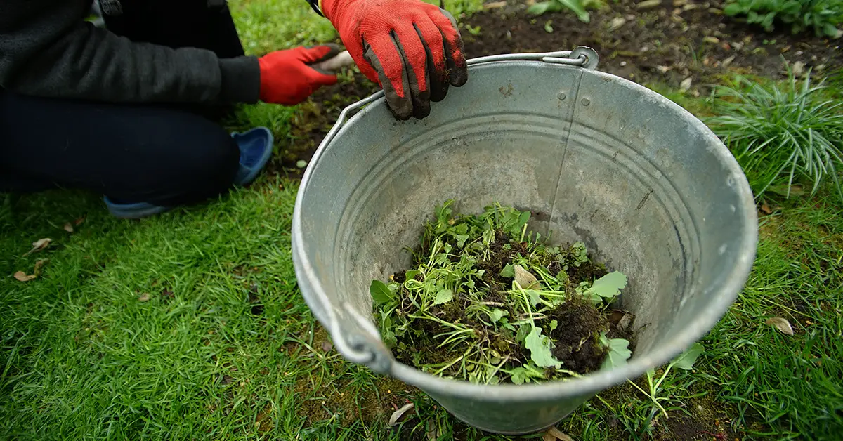 weeds in a bucket