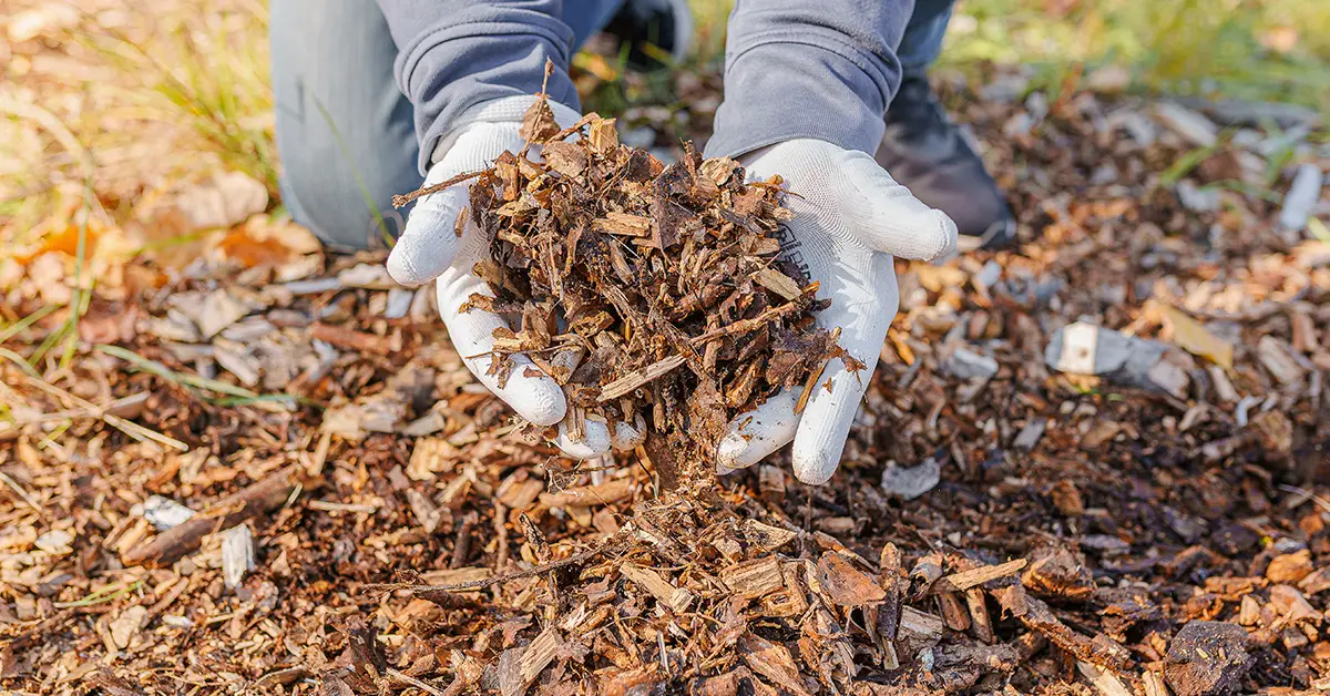 wood chips in garden