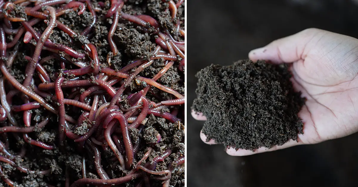 worm castings