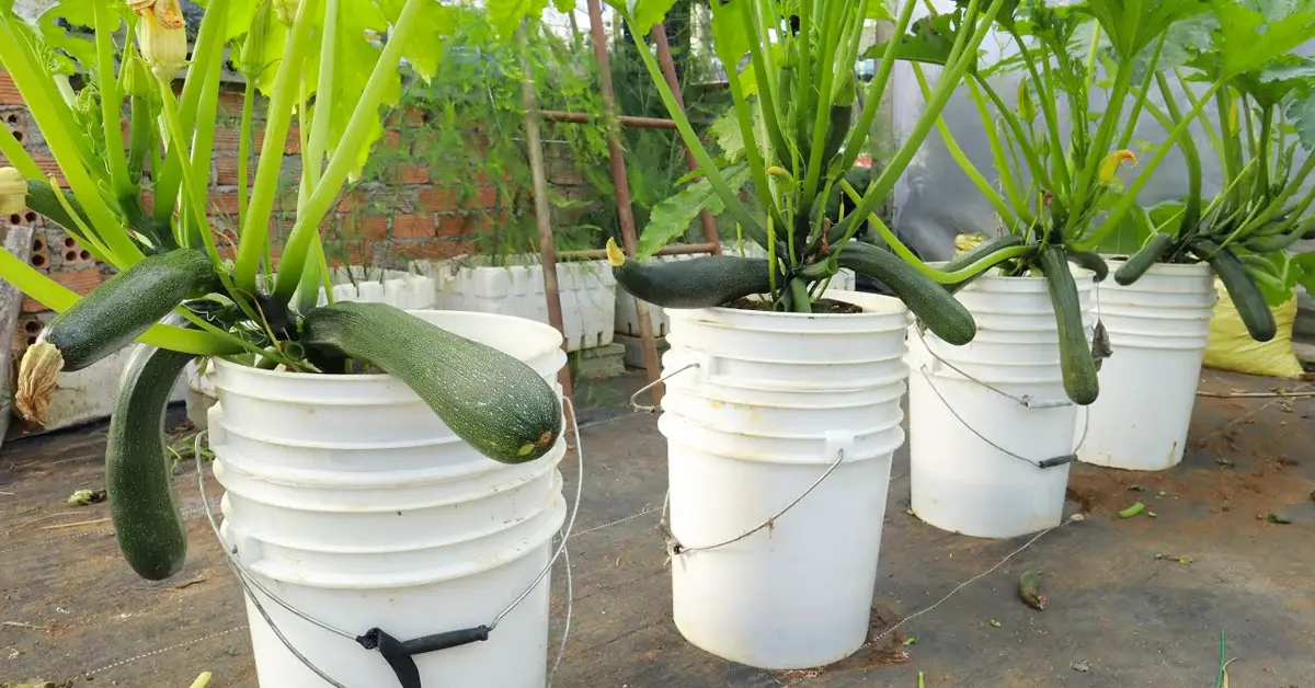 zucchini in buckets