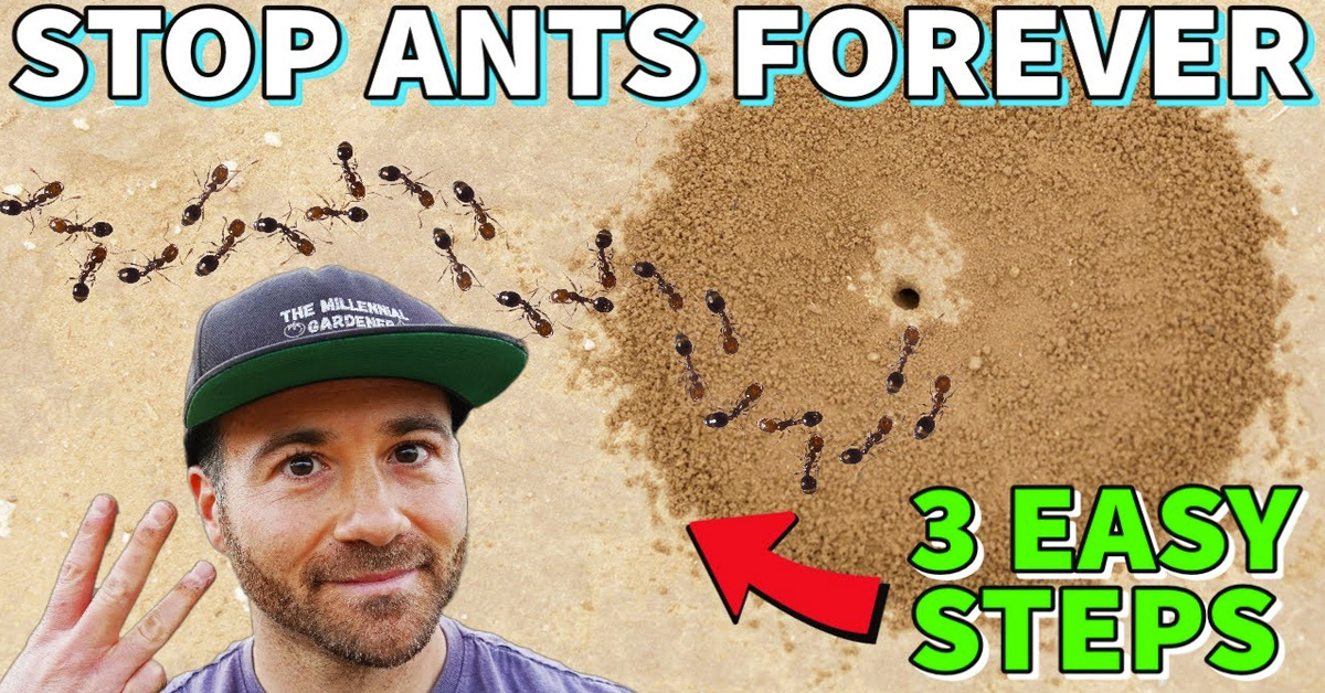 ant free yard