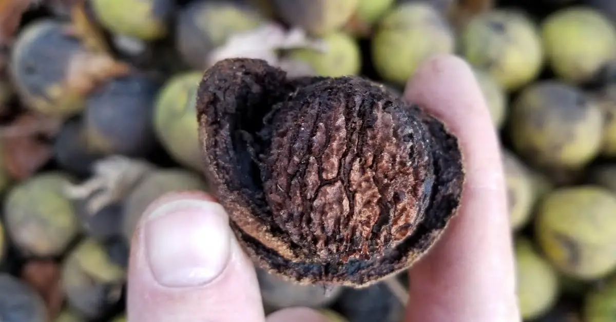 black walnuts