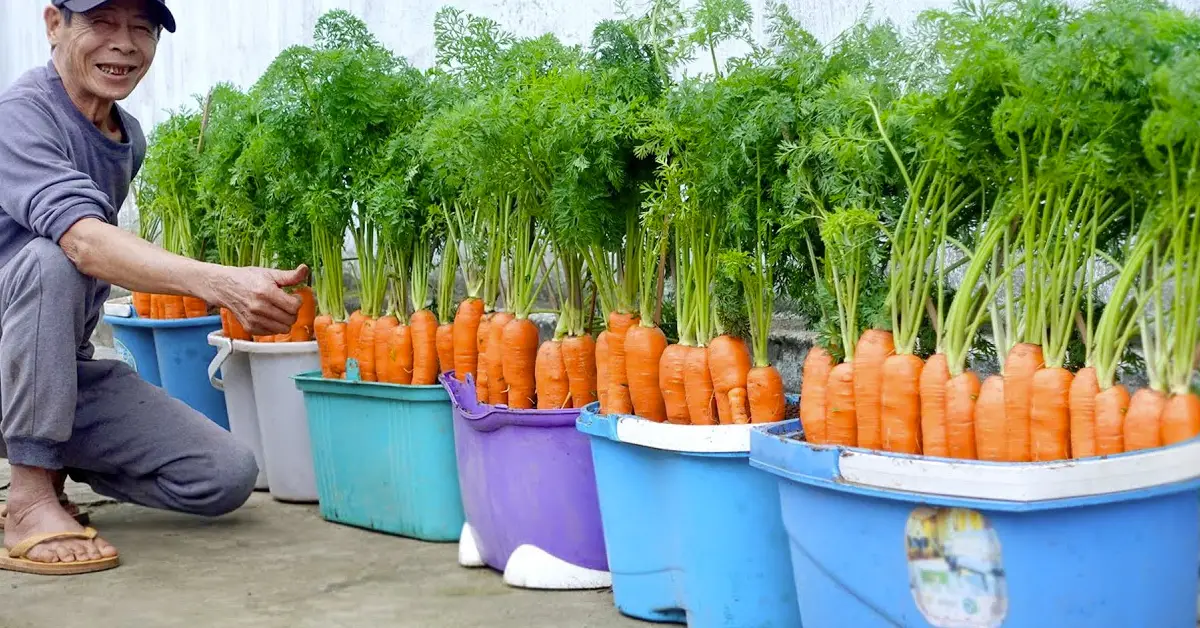 growing carrots