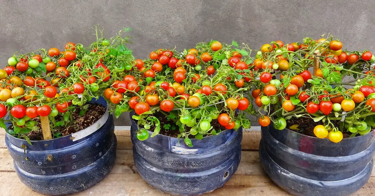 cherry tomatoes