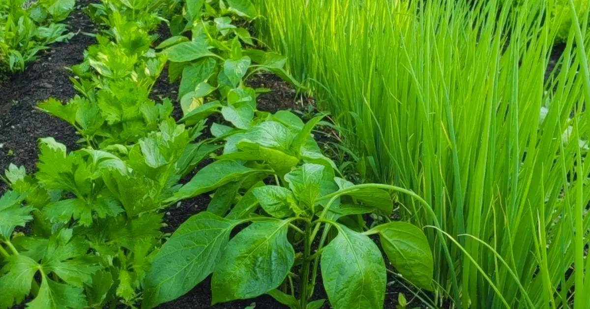 companion planting