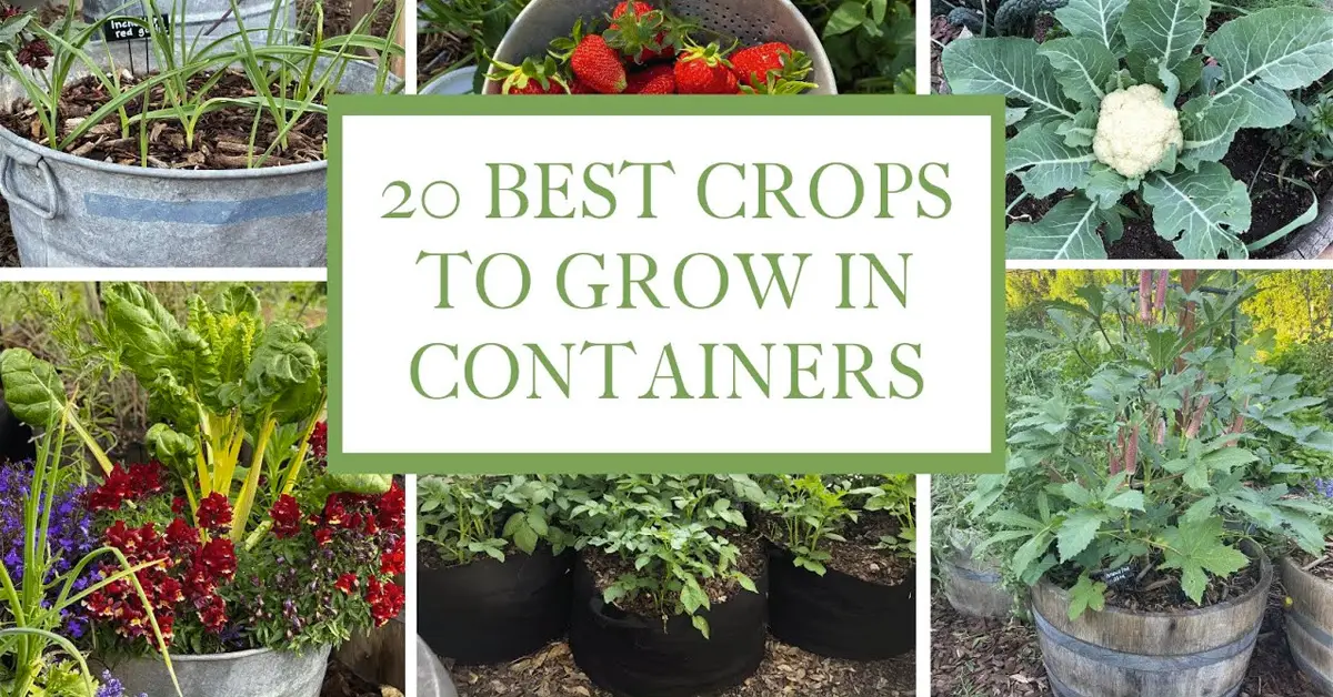 20 Best Container Garden Vegetables, Fruits and Herbs