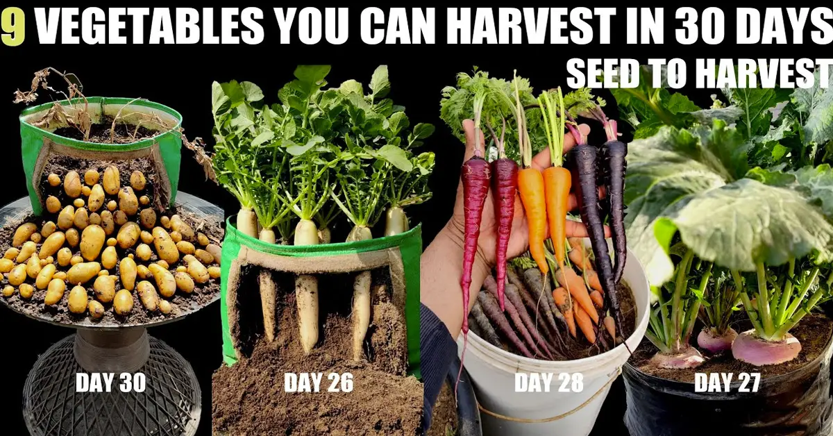fast vegetables