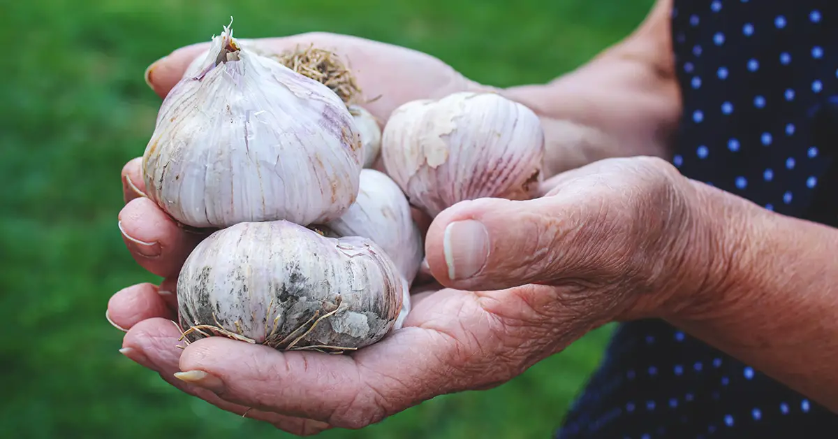 garlic