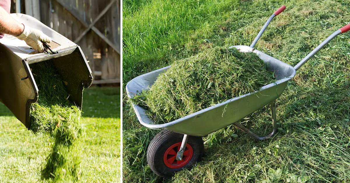 grass clippings