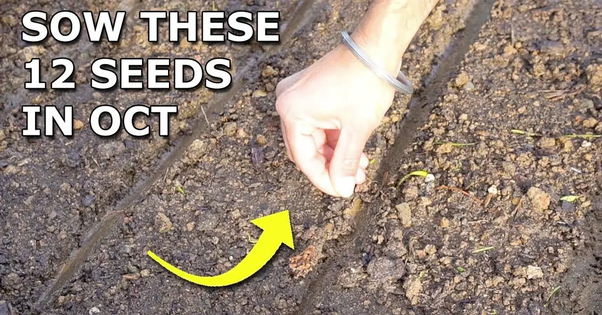 seeds to plant in october