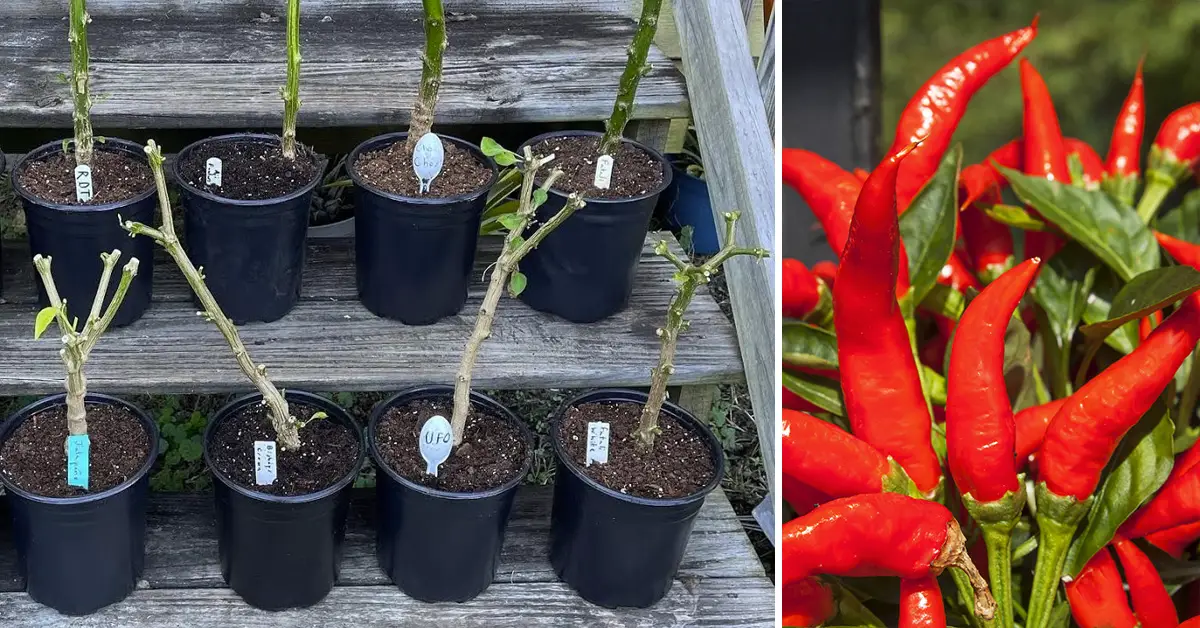pepper plants