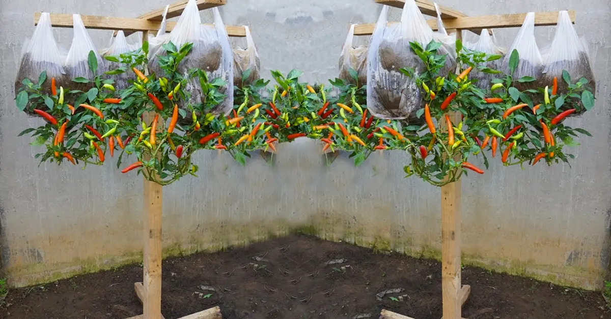 peppers