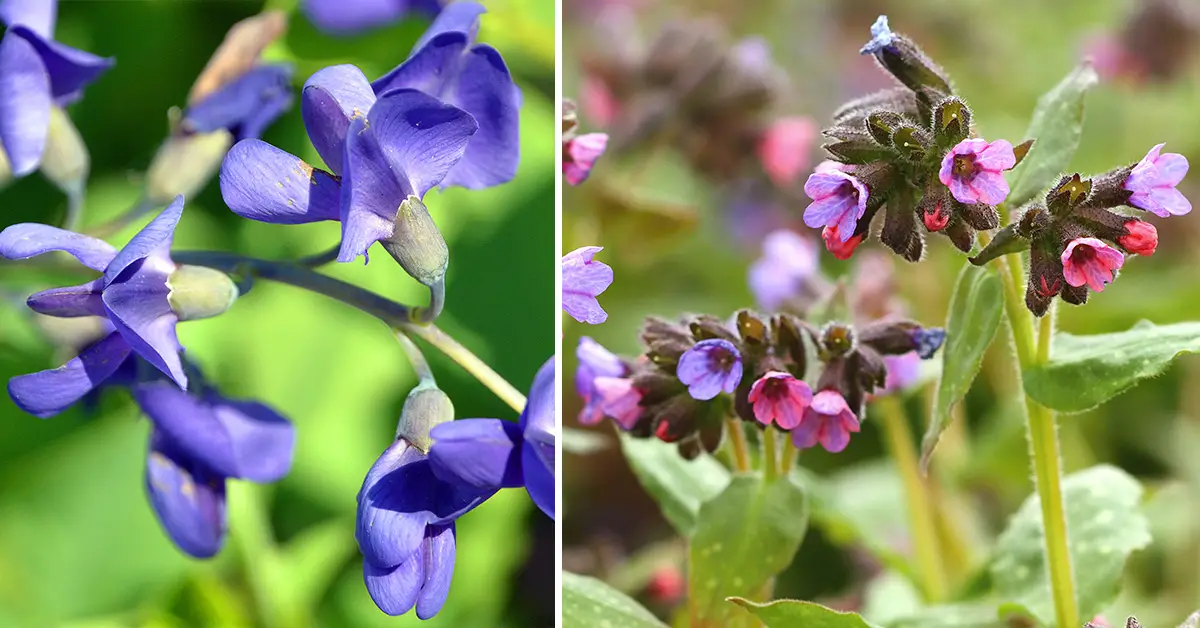 perennial flowers
