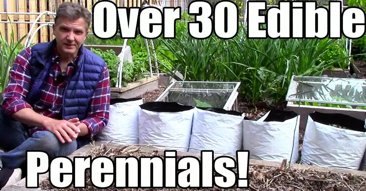 perennials