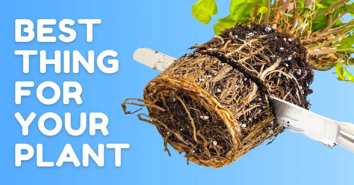 plant roots