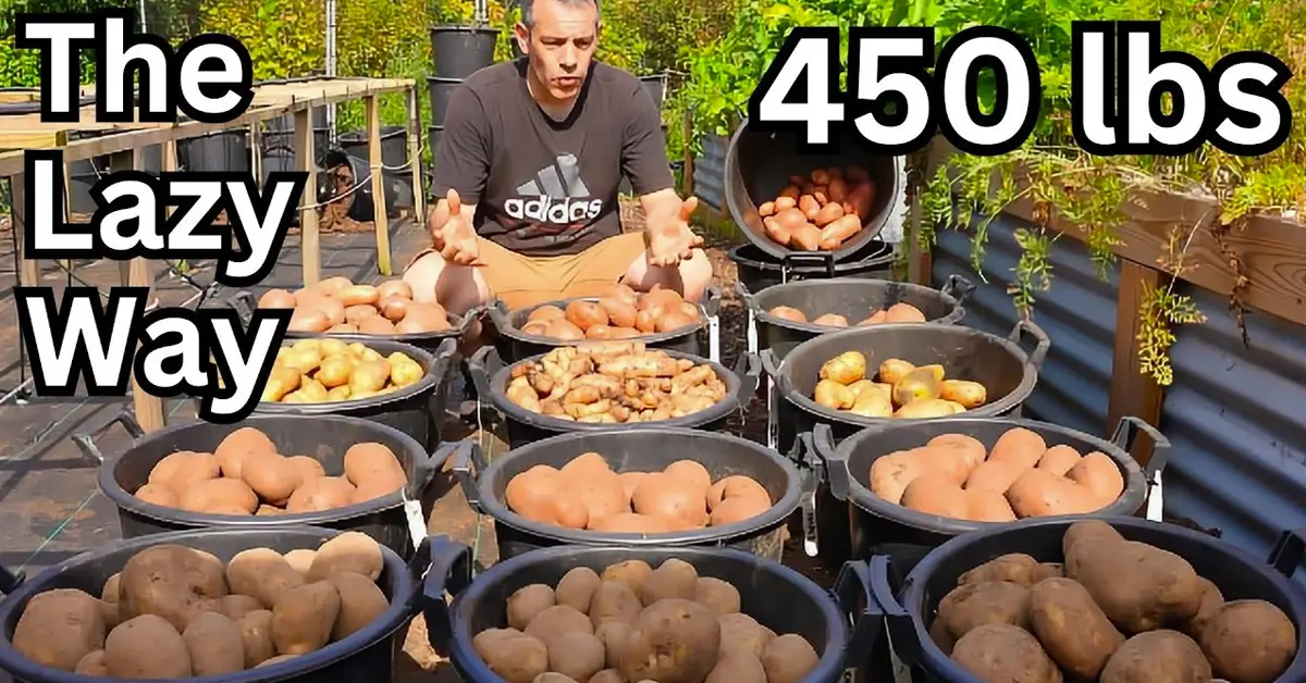 grow potatoes