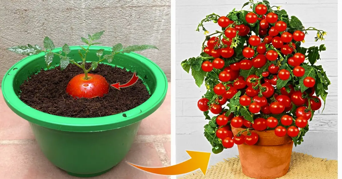 propagate tomato