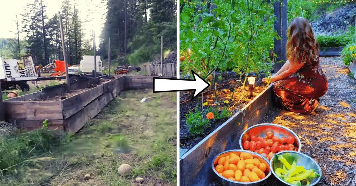 raised bed garden