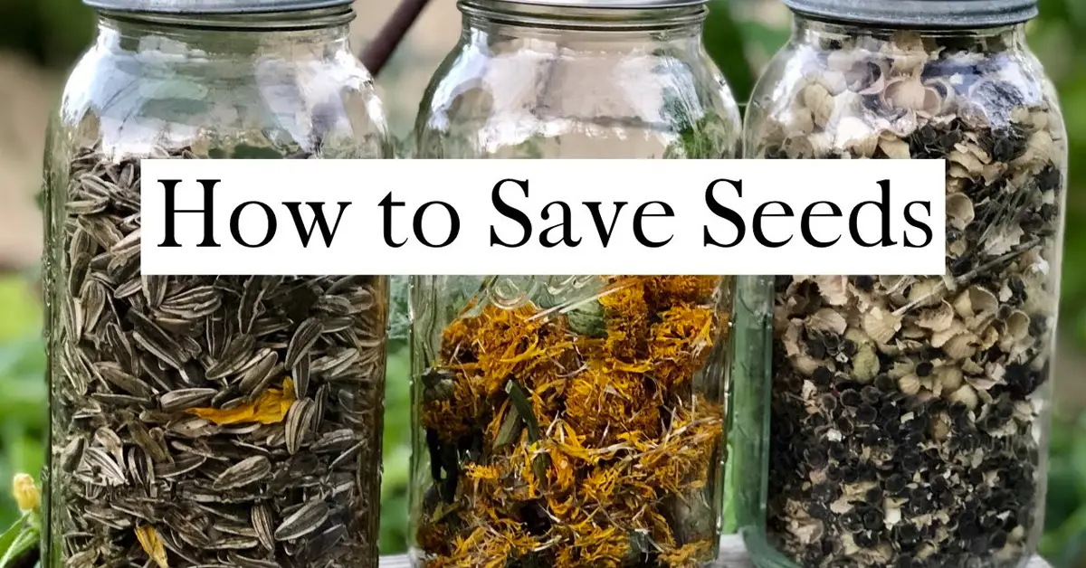 saving seeds