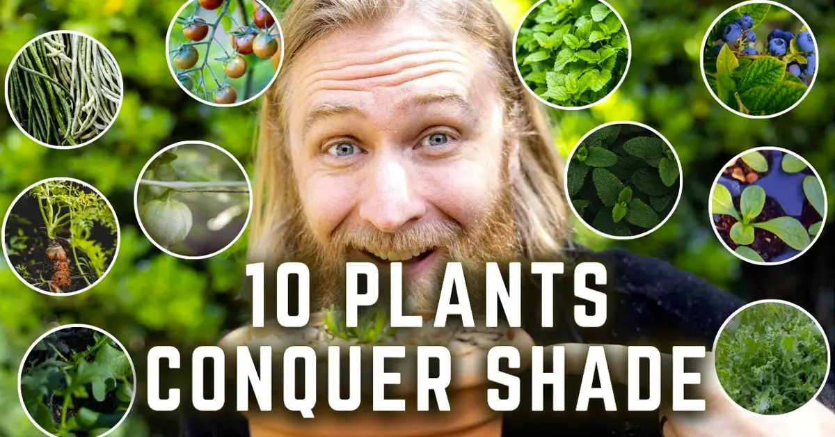 shade plants
