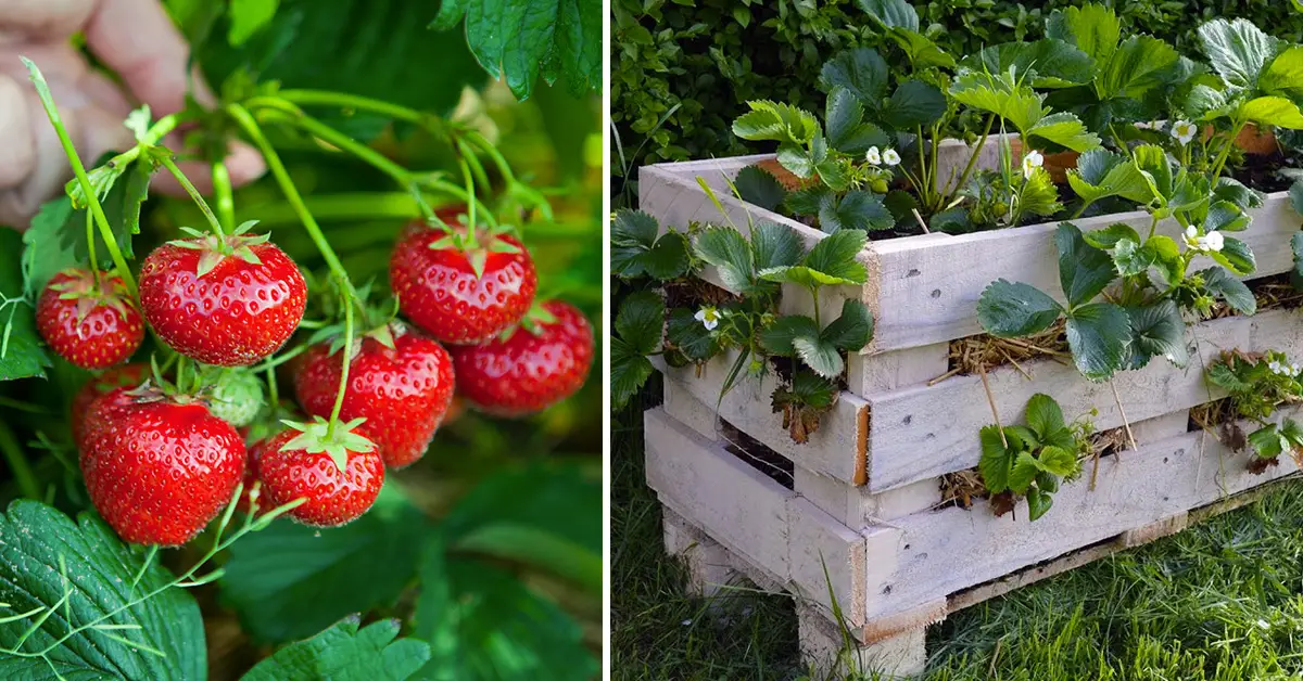 strawberry planter