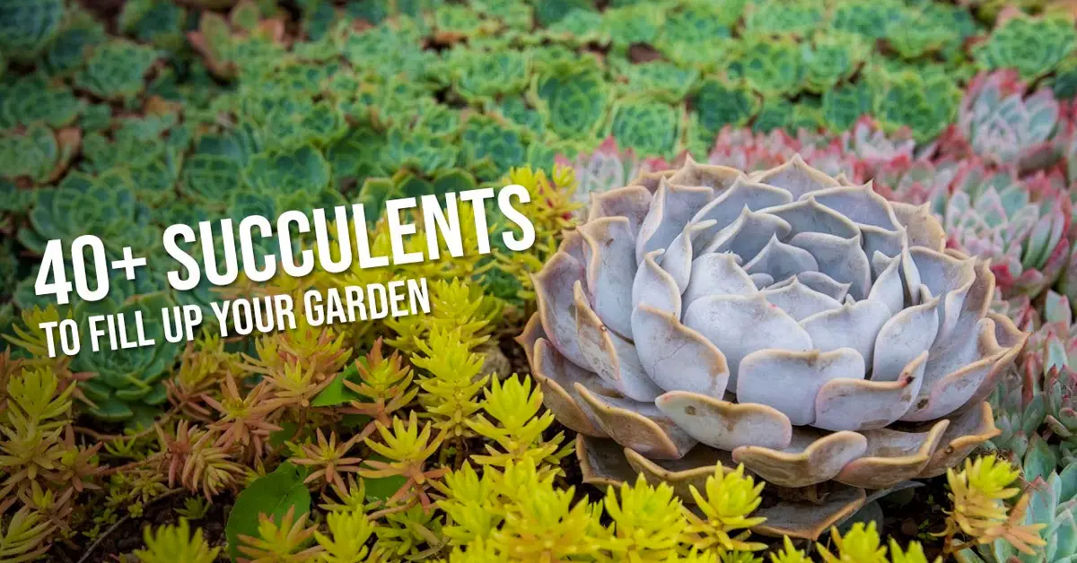 succulents