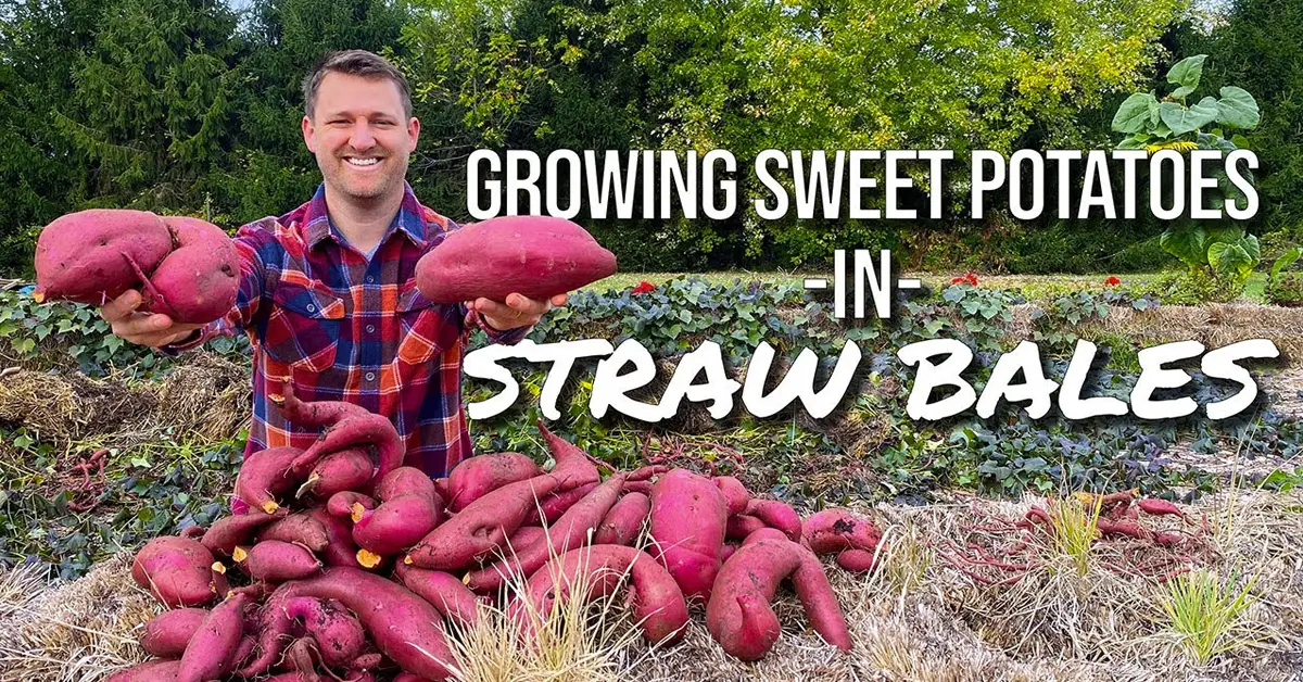 sweet potatoes