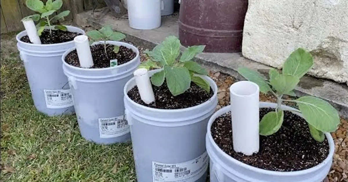 wicking buckets
